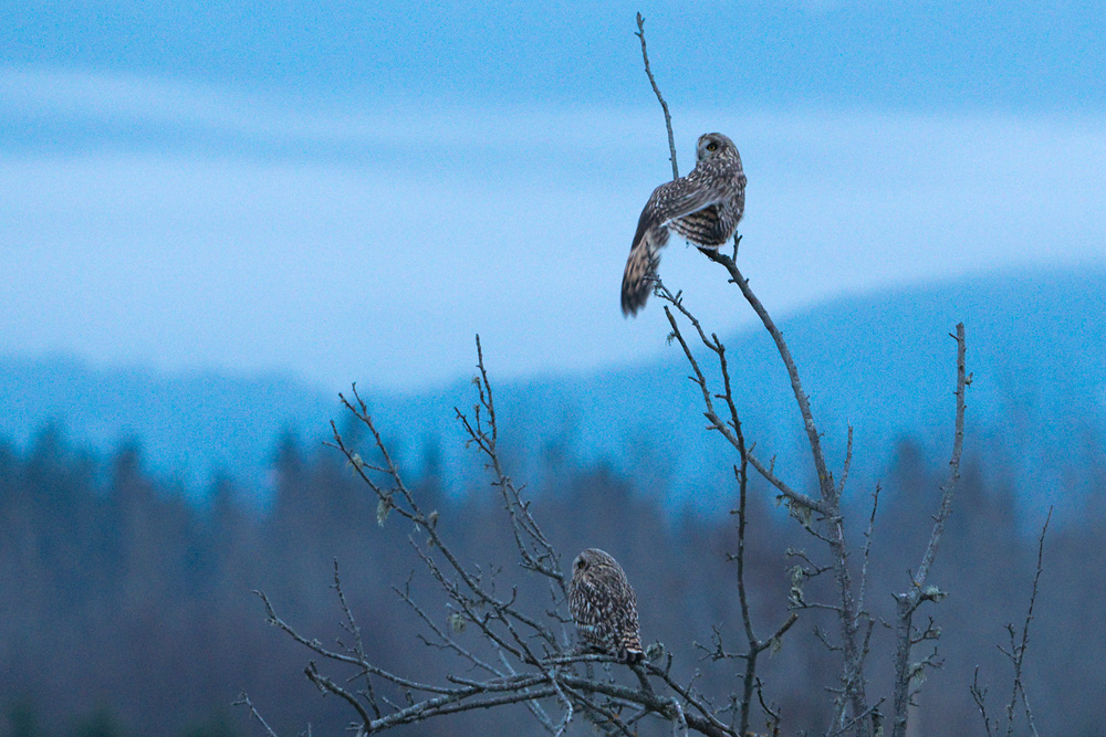 Short-eared Owl